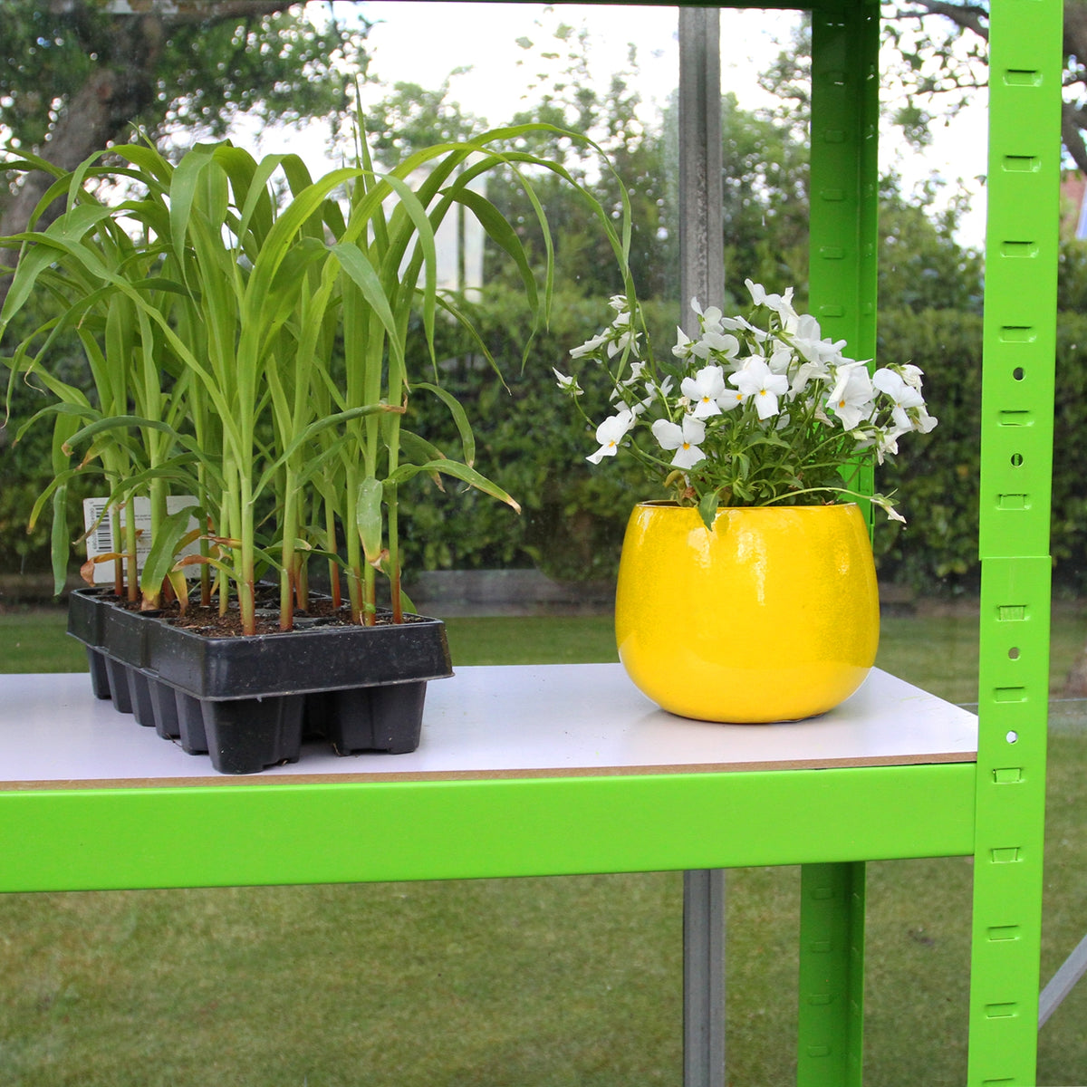 Grüner Polytunnel mit 25mm Rahmen, 6m x 3m, zeigt Regale mit Pflanzen und einer gelben Blumentopf mit weißen Blumen auf der oberen Ablage