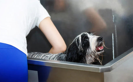 Ein fröhlicher Hund mit langem, grauem Fell steht in einer professionellen Hundebadewanne, während eine Person ihn sanft badet