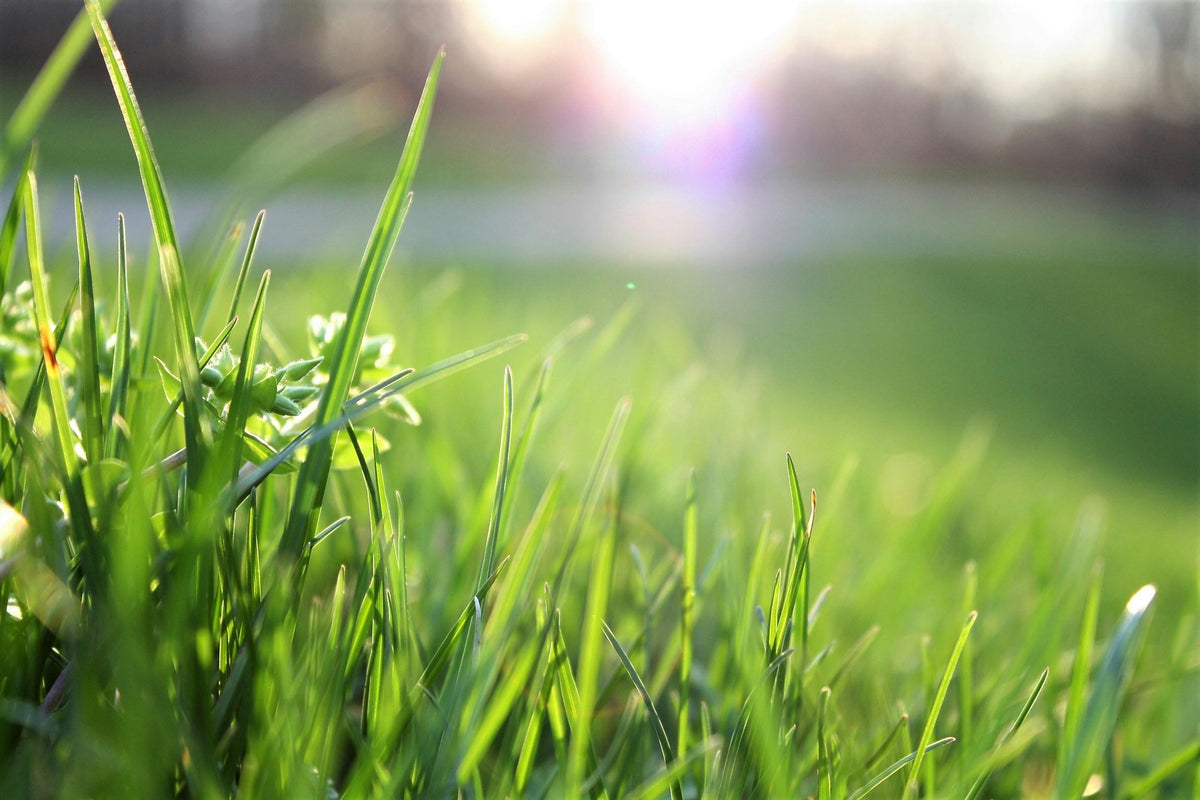 Saftig grünes Gras mit feinen, glatten Blättern im Vordergrund, sanft beleuchtet von der warmen Abendsonne im Hintergrund