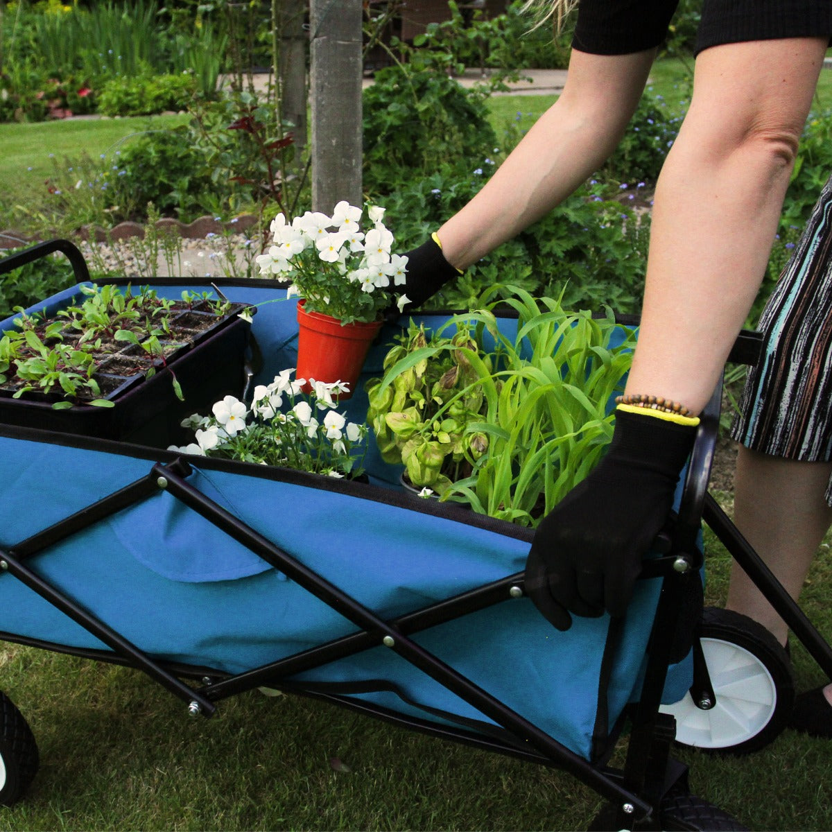 Faltbarer Gartenwagen in Blau, gefüllt mit Pflanzen und Blumen, von einer Person mit schwarzen Handschuhen geschoben, auf grünem Rasen
